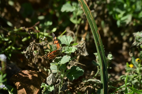 iNaturalist observation photo of West Coast Lady