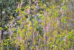 Acer negundo mexicanum