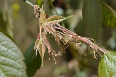 Acer negundo mexicanum