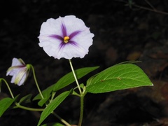 Lycianthes ciliolata