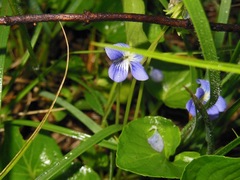 Viola hookeriana