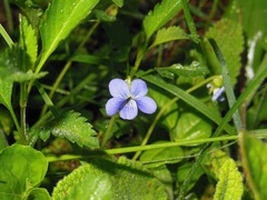 Viola hookeriana