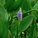 Pickerelweed - Photo (c) Michael J. Papay, some rights reserved (CC BY), uploaded by Michael J. Papay
