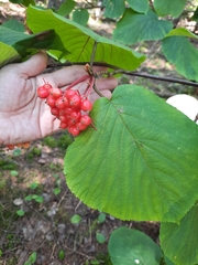 Viburnum lantanoides image
