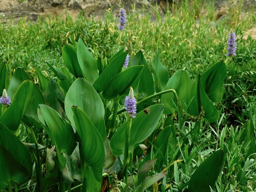 Pontederia cordata