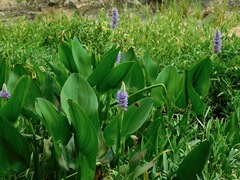 Pickerelweed