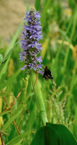Pontederia cordata