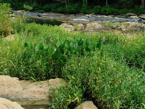 Pontederia cordata
