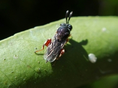 Brachymeria podagrica