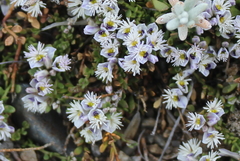 Polygala santacruzensis
