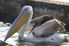 Pelecanus onocrotalus