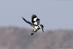 Ceryle rudis leucomelanurus