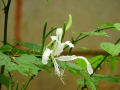 Bauhinia forficata