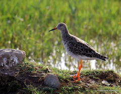 Calidris pugnax