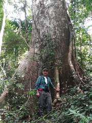 Cavanillesia platanifolia