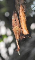 Arachnura scorpionoides
