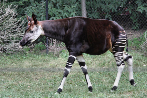 Okapia johnstoni