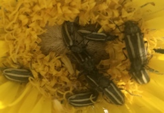 Astylus vittaticollis