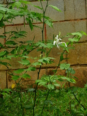 Bauhinia forficata