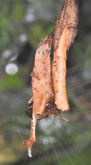 Arachnura scorpionoides