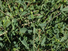 Maerua juncea subsp. juncea image