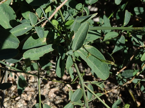 Maerua juncea subsp. juncea image