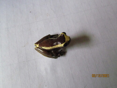 Florencia Tree Frog, Dendropsophus manonegra