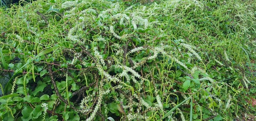 Anredera cordifolia image