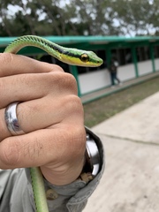 Leptophis mexicanus