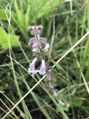 Stachys simplex