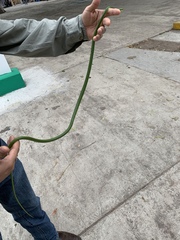 Leptophis mexicanus