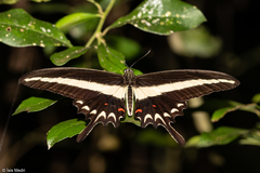 Heraclides hectorides