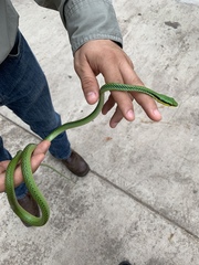 Leptophis mexicanus