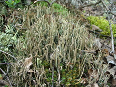 Cladonia cornuta