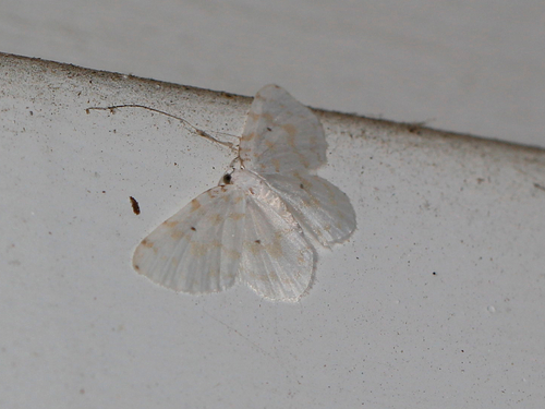 Fragile White Carpet photo 2