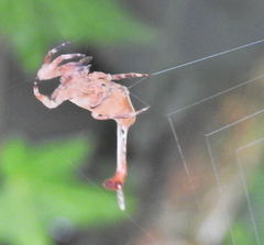Arachnura scorpionoides