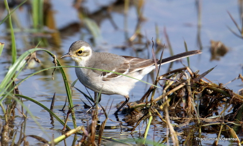 Citrine Wagtail