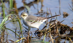 Citrine Wagtail photo 4