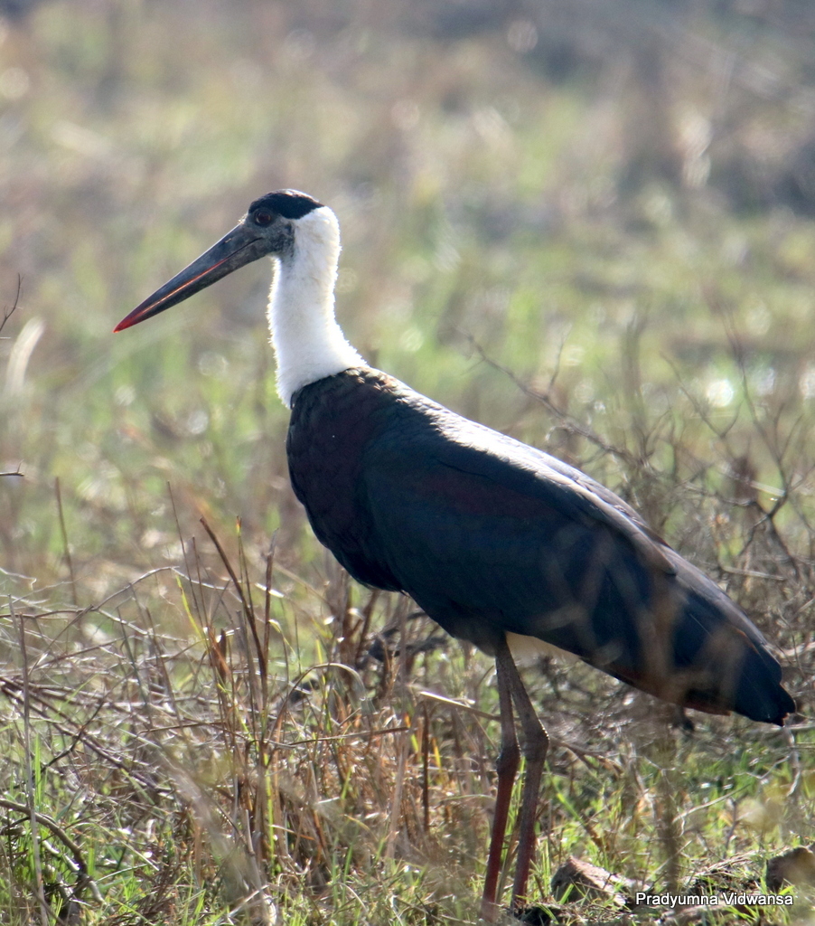 Woolly-necked Stork