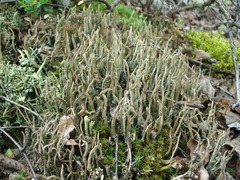 Cladonia cornuta