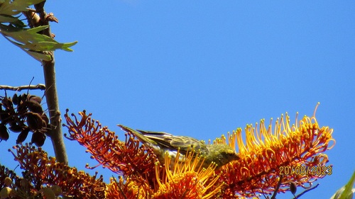 White-bellied Canary (Crithagra dorsostriata), photo 7