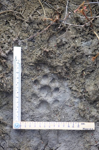 Jaguarundi