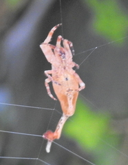 Arachnura scorpionoides