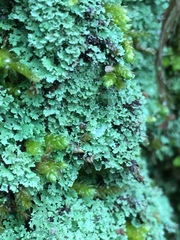 Pseudocyphellaria multifida