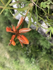 Aloe nubigena