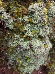 Pseudocyphellaria multifida