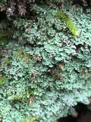 Pseudocyphellaria multifida