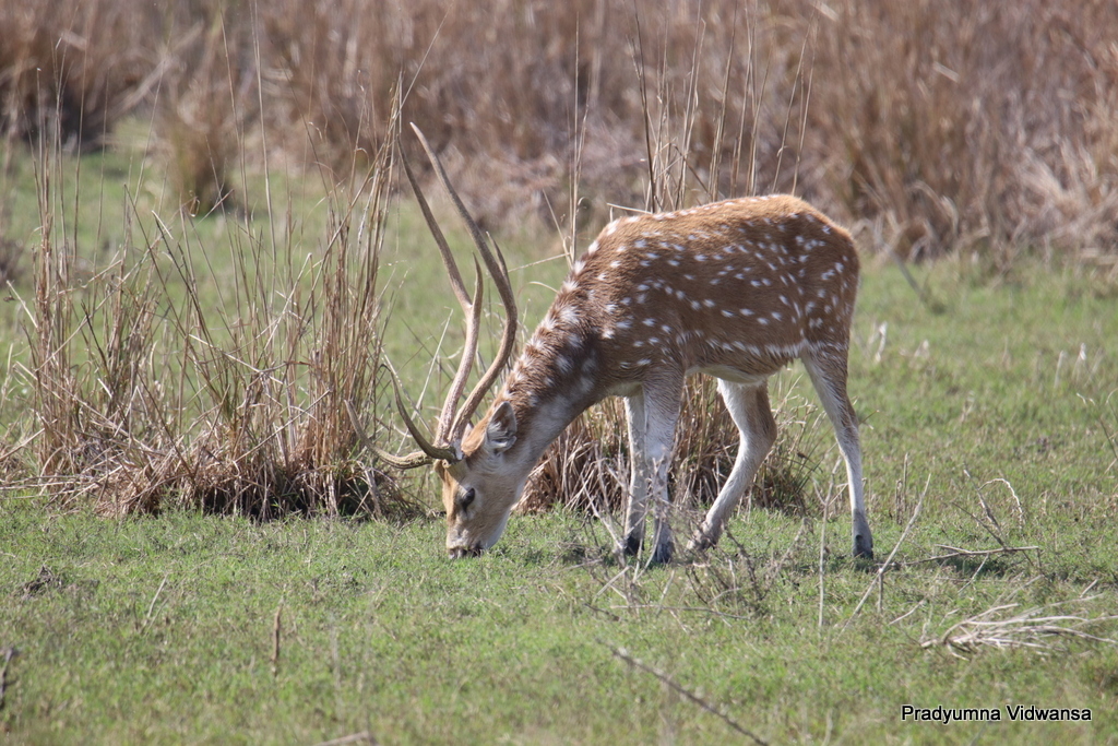 Chital