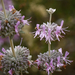 Salvia leucophylla - Photo (c) randomtruth, μερικά δικαιώματα διατηρούνται (CC BY-NC-SA)