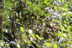 Otus bakkamoena